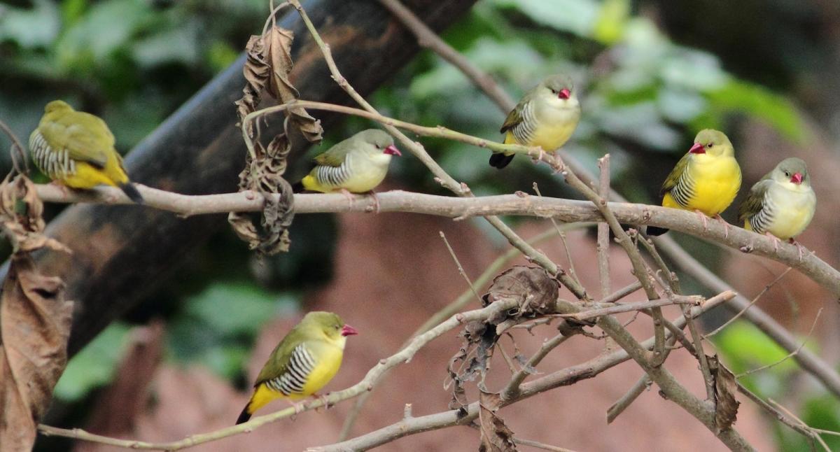 From Echo of Bombs to Chirping of Birds