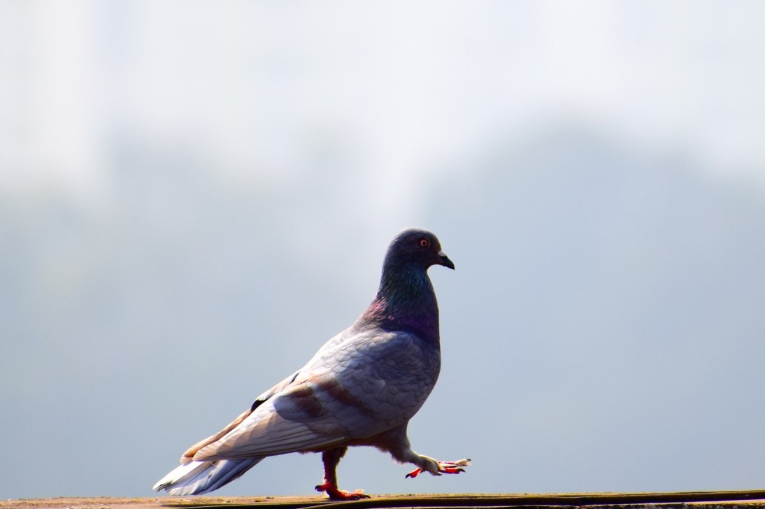 Indian Border Security seeks FIR against Pakistani 'spy' pigeon