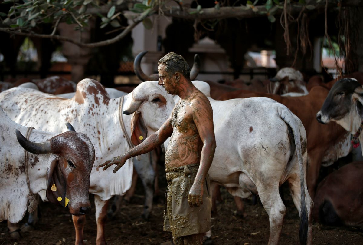 Indian doctors warn against cow dung as Covid-19 cure
