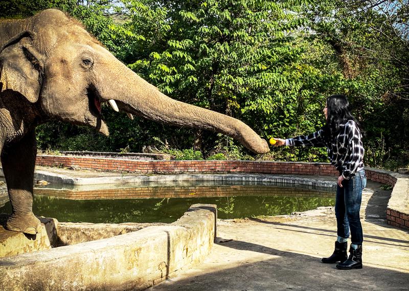 Cher’s star power helps rescue ‘loneliest’ Kaavan