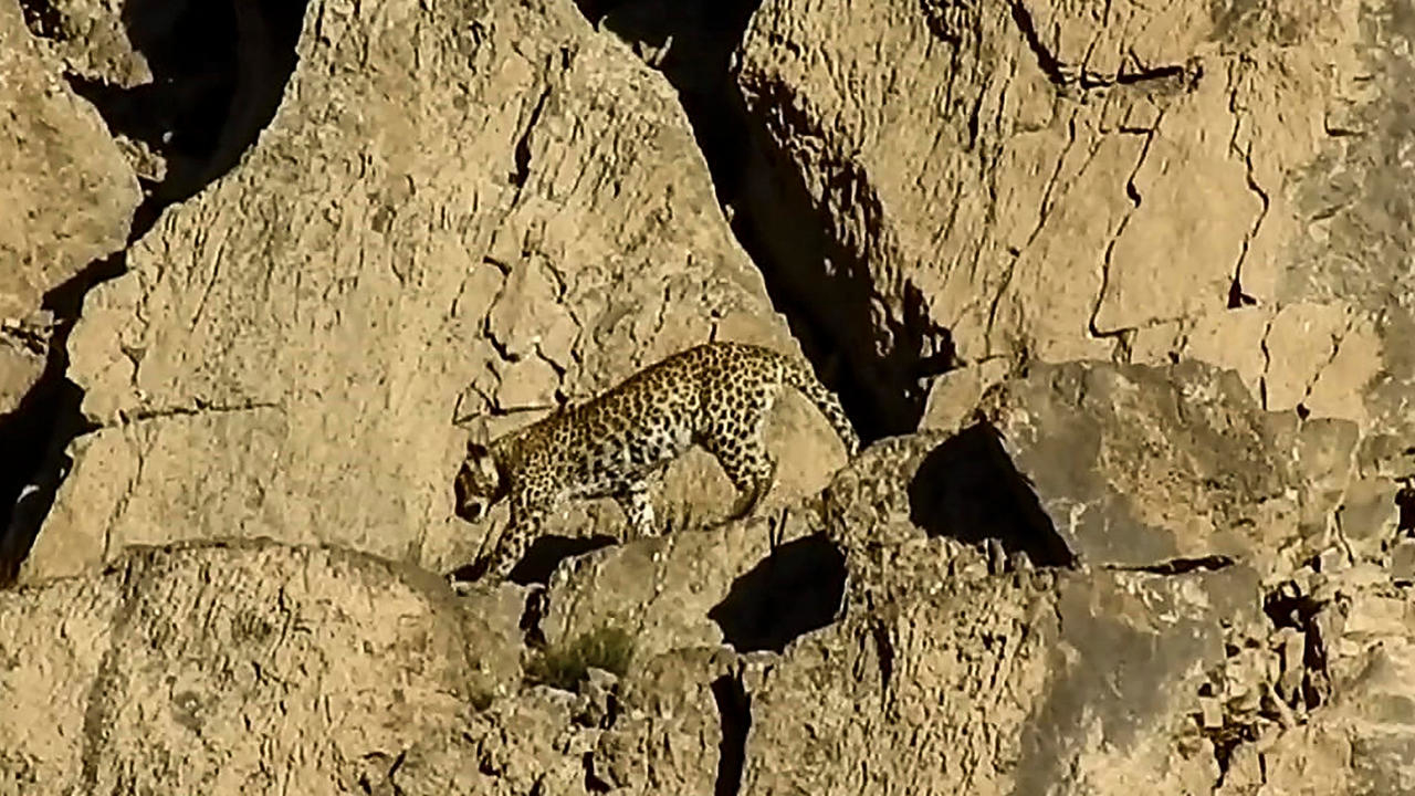 Rare leopard killed by villagers in balochistan, sparking outrage