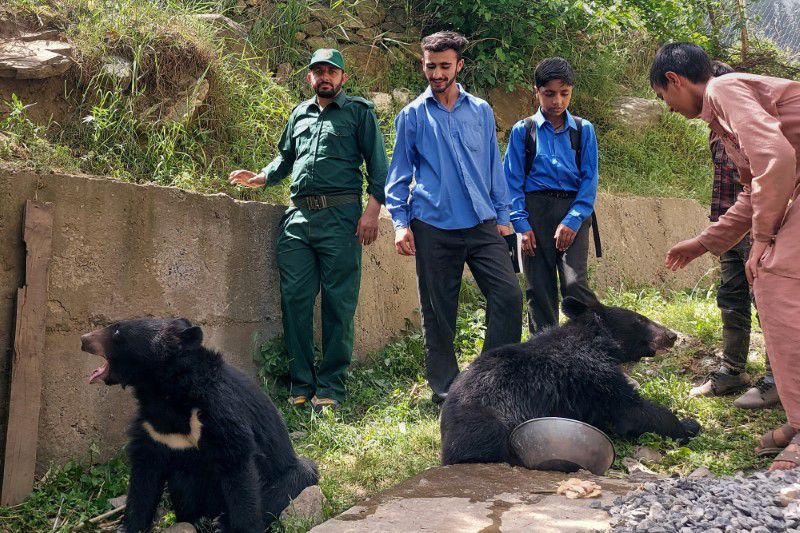 Twin orphaned bear cubs given shelter near LoC