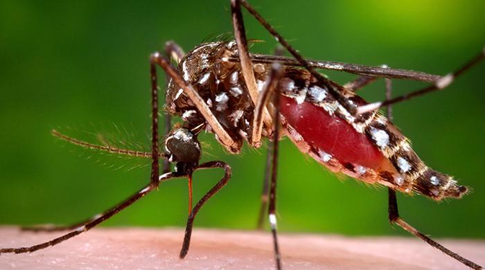 44 dengue cases reported in Punjab