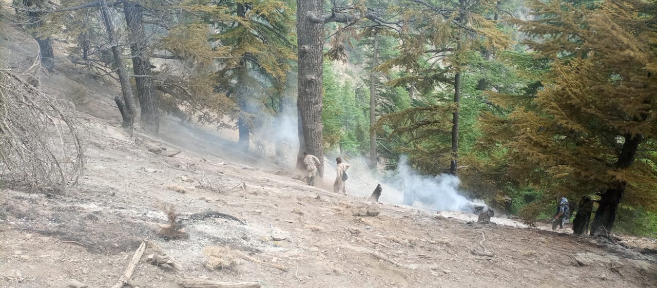 Imran hails 'forest heroes' saving green Pakistan