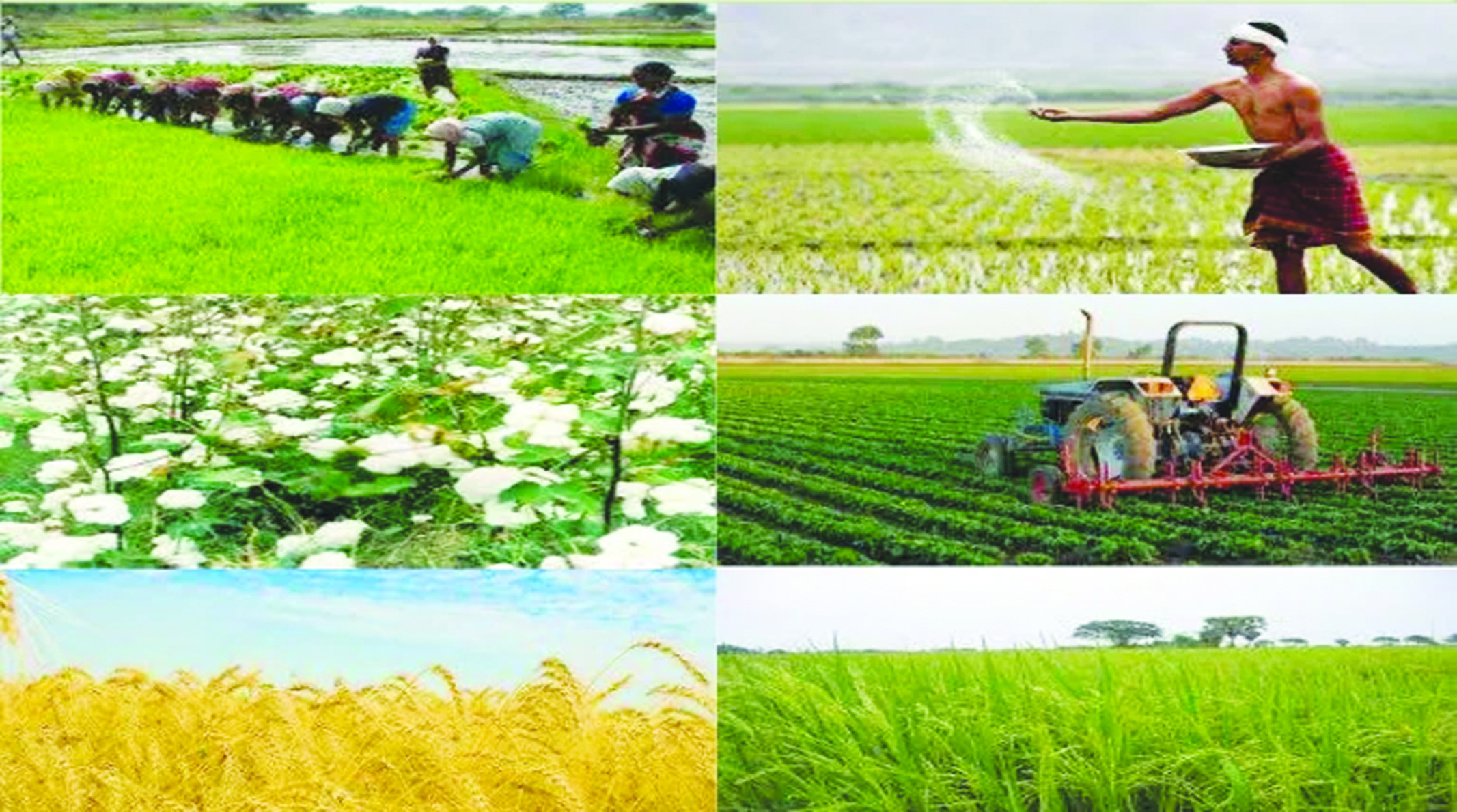 Fixing the Agro-Economy of Pakistan