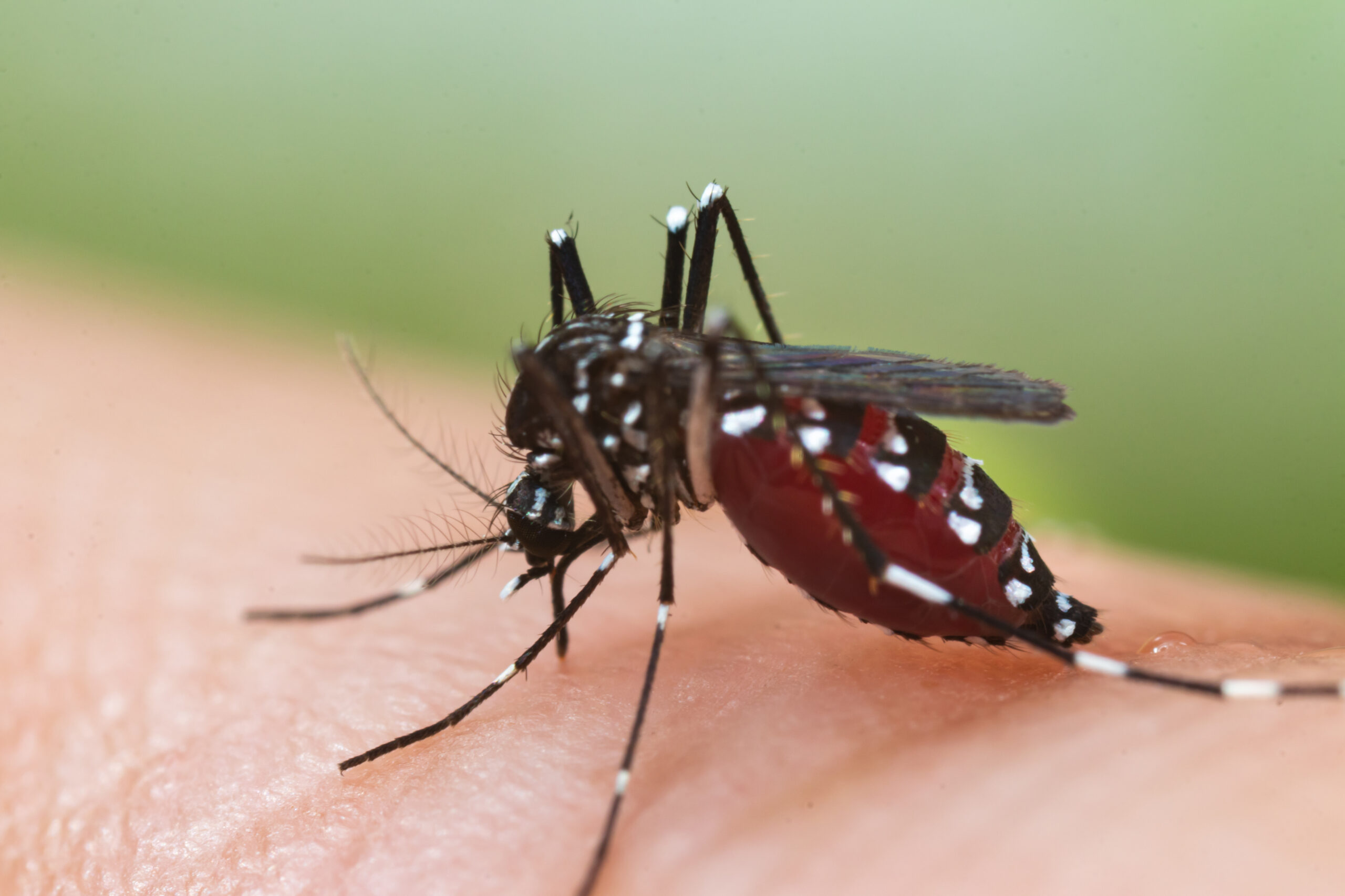 Punjab reports 34 dengue cases in a day