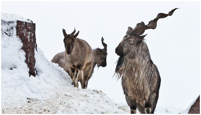 Highest ever bid received during bidding for Markhor trophy hunting