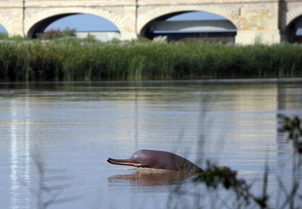 Country launches five-year plan to protect Indus river dolphin