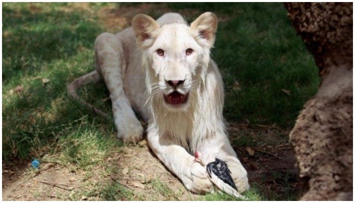 Rare white lion dies at Karachi Zoo