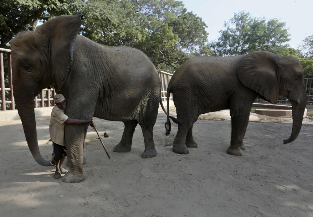 Veterinarians call for medical care for two Karachi elephants
