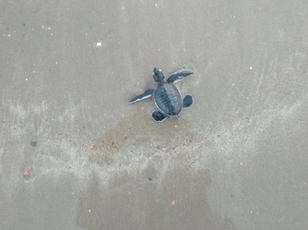 Wildlife team cradles green turtles babies from beach to sea