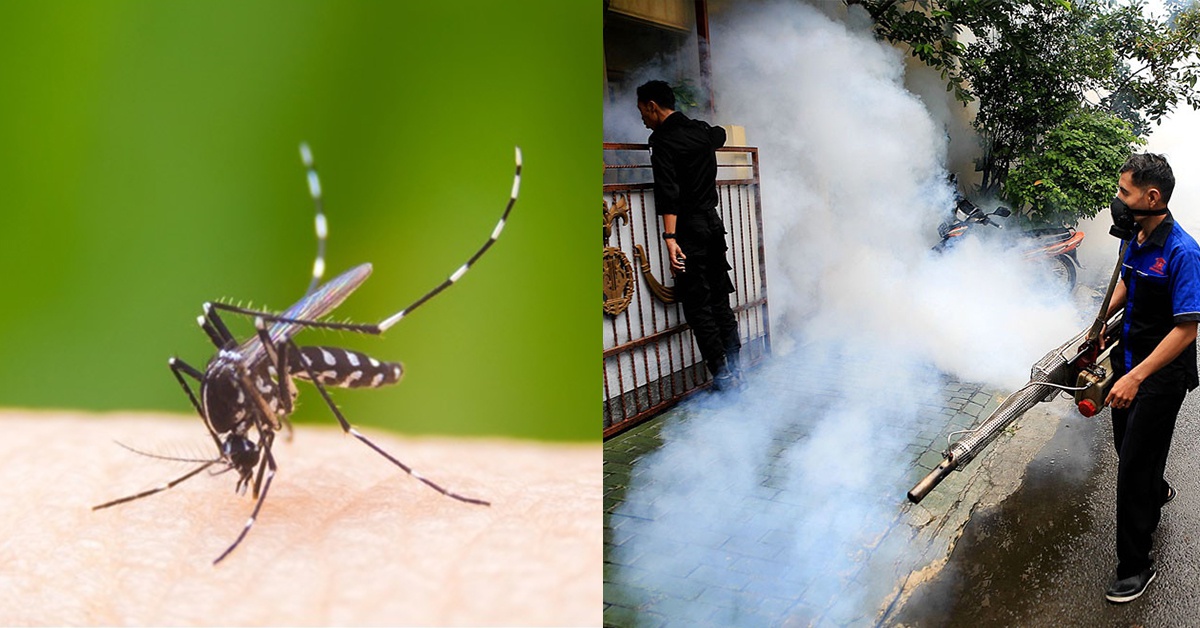 Fighting Dengue Differently