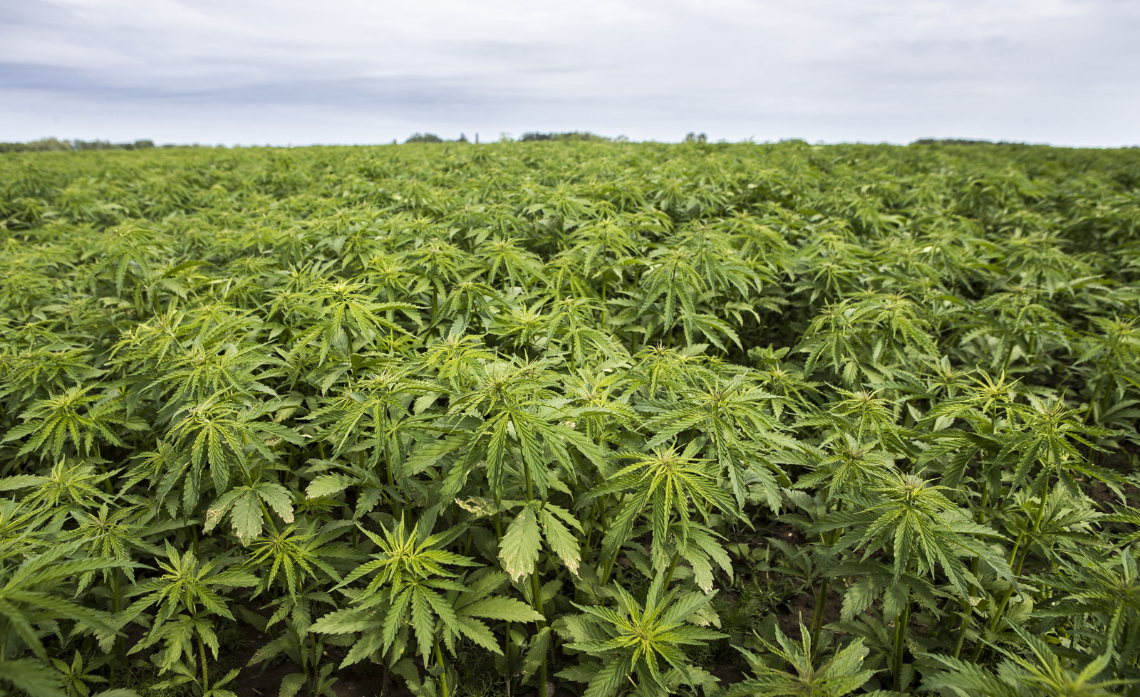 Plants brought back from Space stun scientists by continuing to grow on Earth