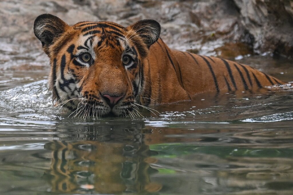 India saw record 126 tiger deaths in 2021: data