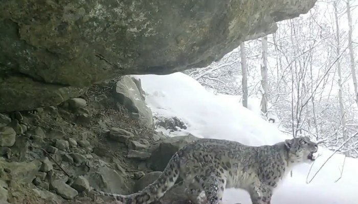 Leopard cats released in Margalla Hills