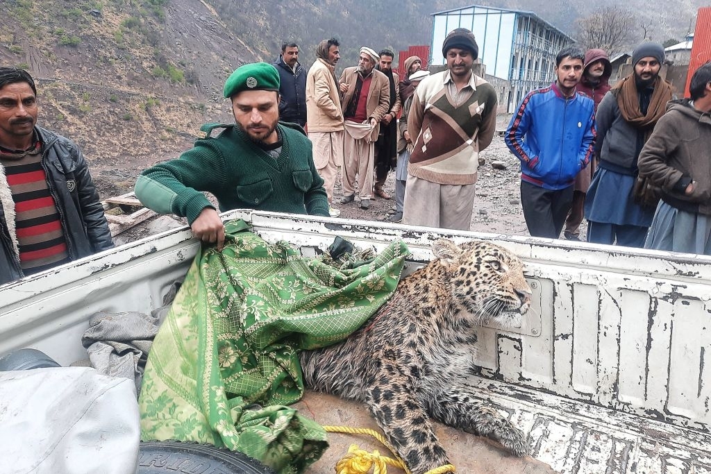 Dismay after Kashmir leopard shot, dies from injuries