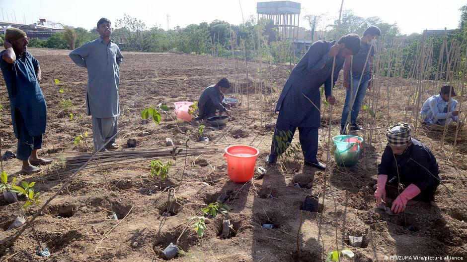540 million trees to be planted in on-going spring season drive, says PM’s aide 