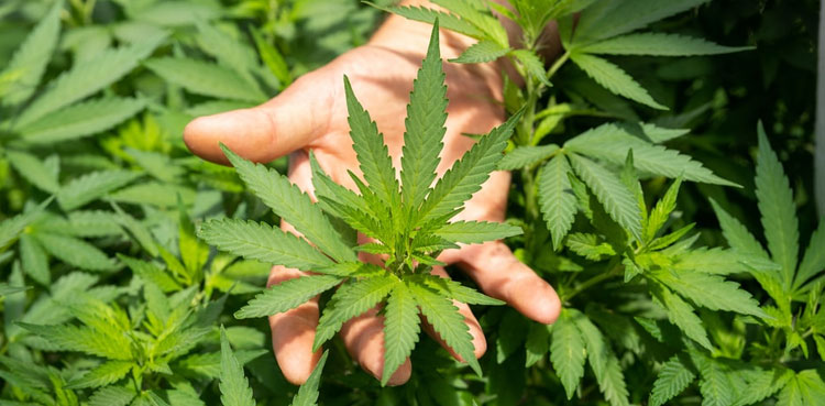 LHC rejects post-arrest bail of alleged bhang smuggler