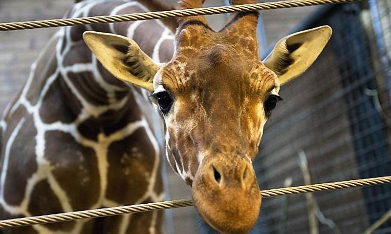 Giraffe dies at Lahore Zoo due to 'blood infection'