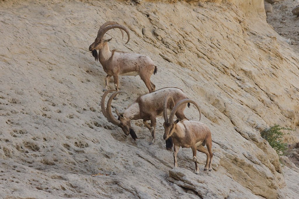 Population of rare wild goat growing in Pakistan