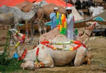 Camel or Camell? Acronym confusion sparks laughter in Senate committee