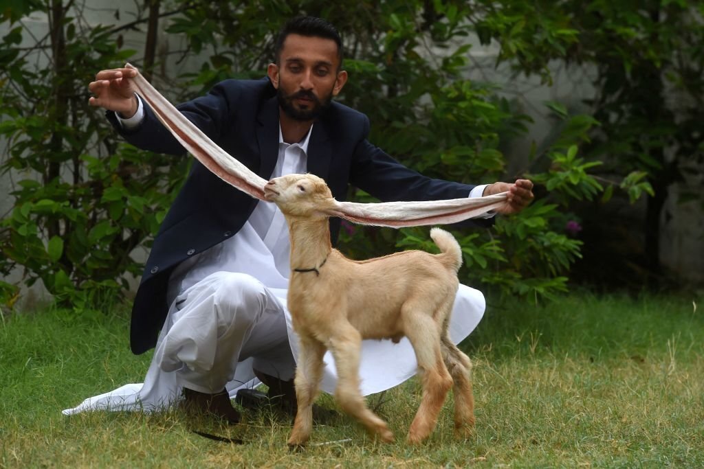 Is this goat the GOAT? Long-eared kid takes Pakistan by storm