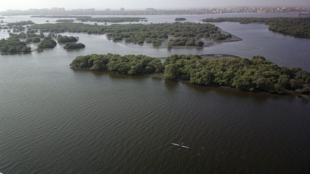 Pakistan's depleted mangrove cover improving 'rapidly'
