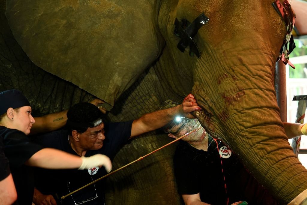 Death of Noor Jehan sparks debate about future of Karachi Zoo