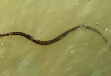 Large python triggers panic after surfacing in Sialkot rain drain