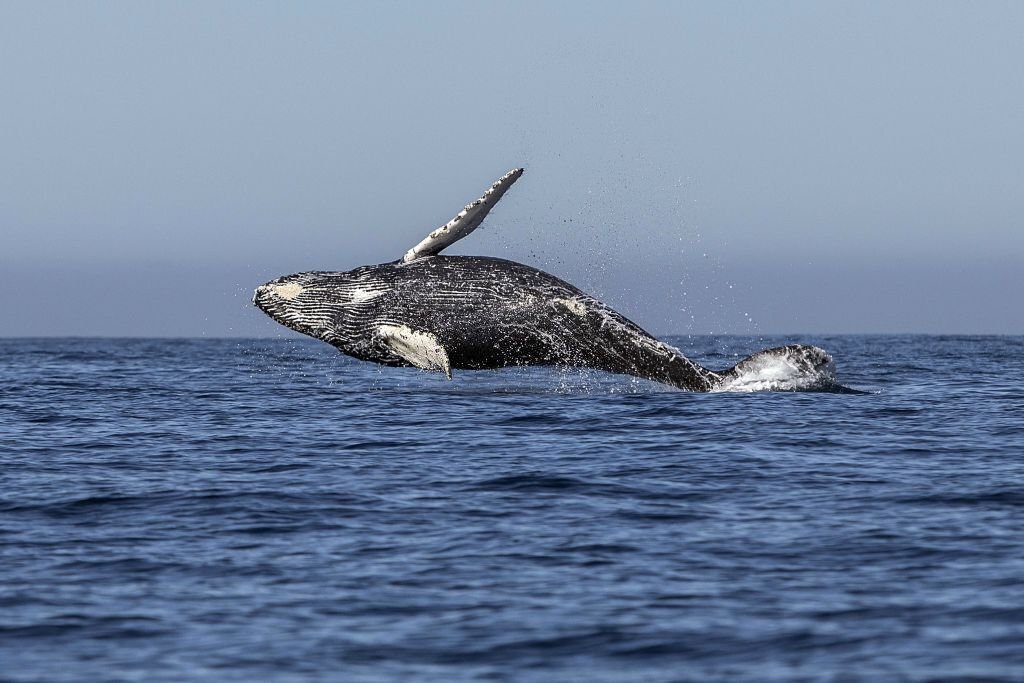 Mass stranding kills 14 whales in Australia
