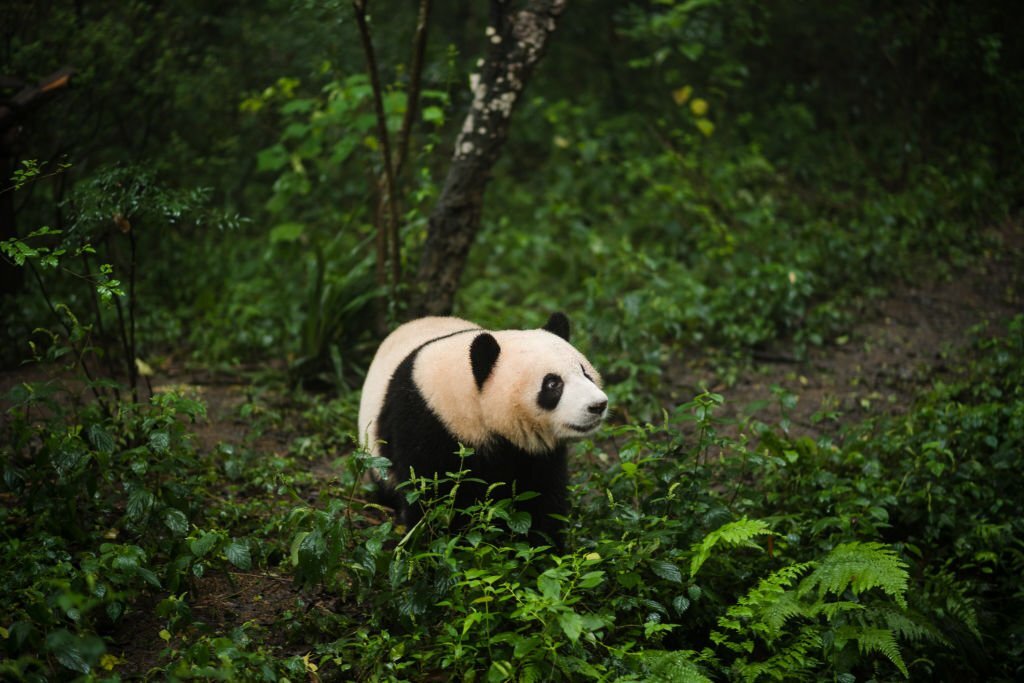 China gifts World Cup giant pandas to Qatar