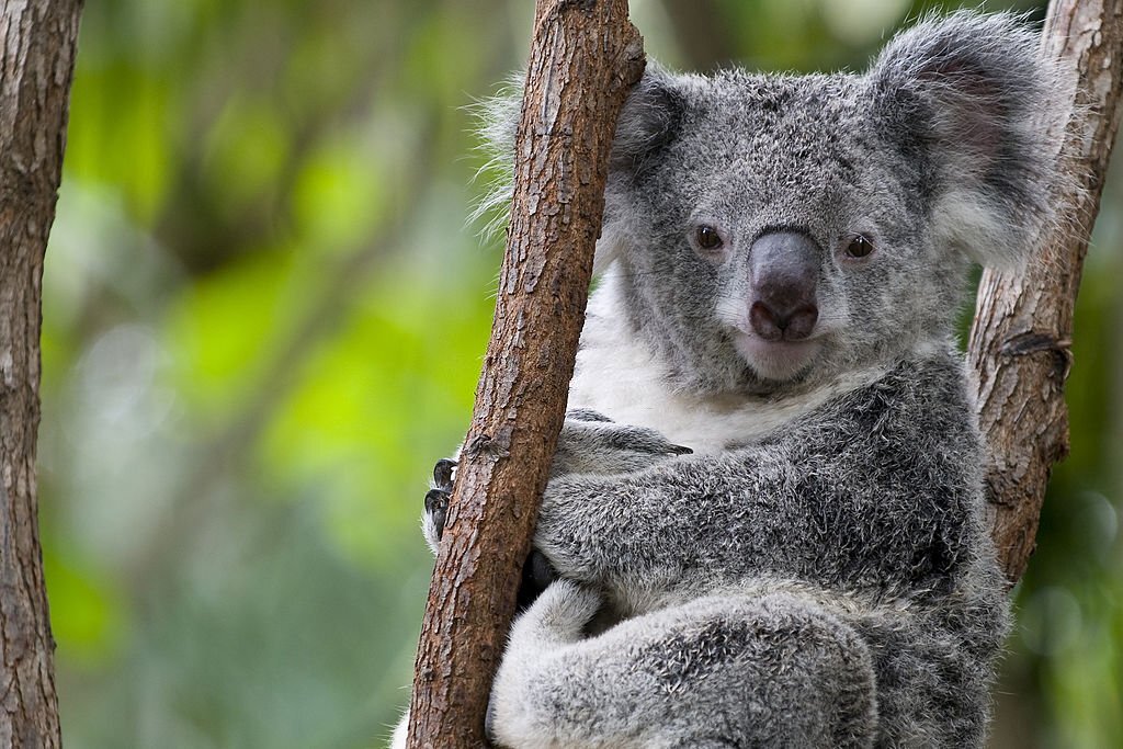 Nature at risk of 'cascading' species extinction: study