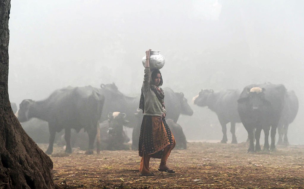 Seminar urges increased dairy cooperation between Pakistan and China