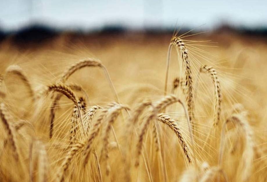 Wheat drive: food dept disburses over 35000 gunny bags so far