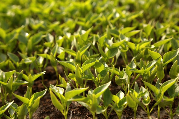 Pakistan-China red chili project to help uplift Pakistan’s agriculture sector