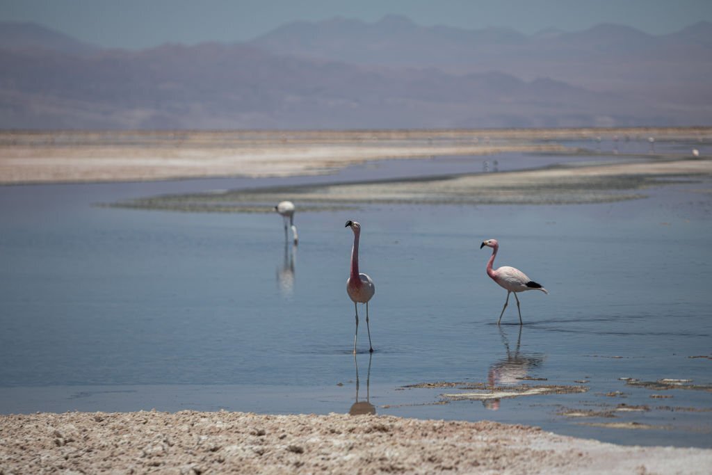 Climate change and drought slash migratory bird numbers in Sindh