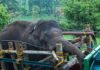 Elephant attack claims life of tourist in Thailand park