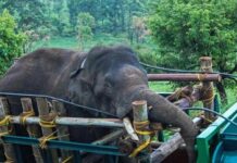 Elephant attack claims life of tourist in Thailand park