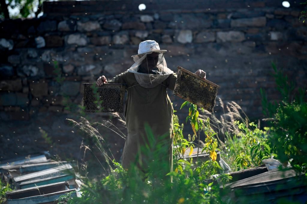 Apiculture sector to thrive with Chinese know-how
