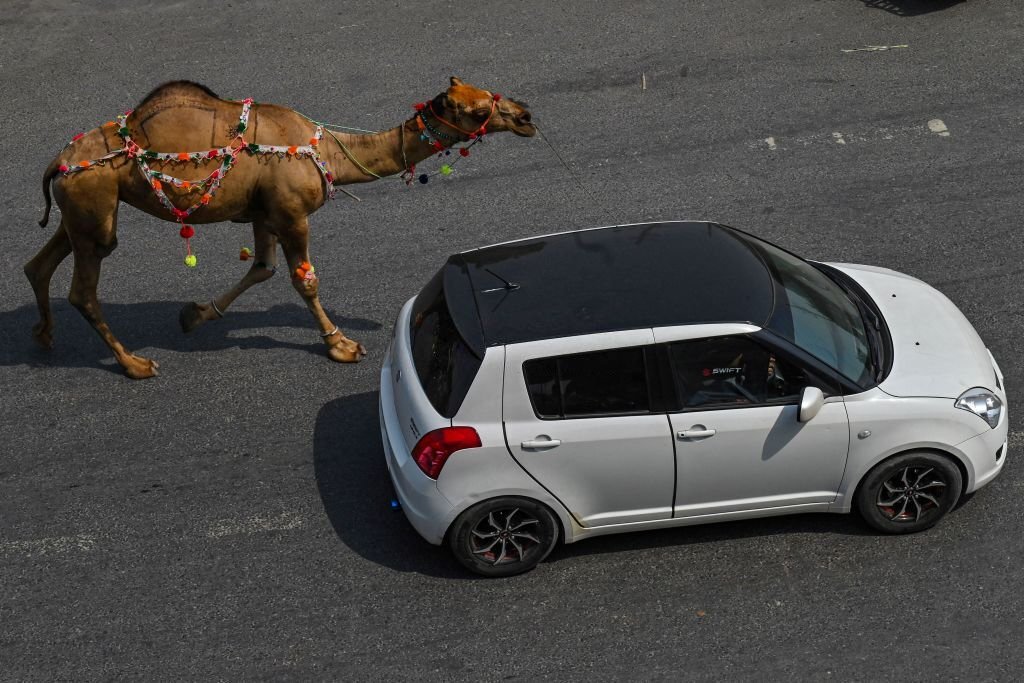 Fewer buyers for Eid camels as people count the rupees