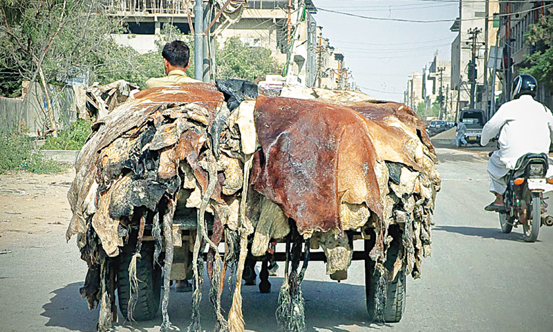 Punjab bans hides collection by non-registered NGOs