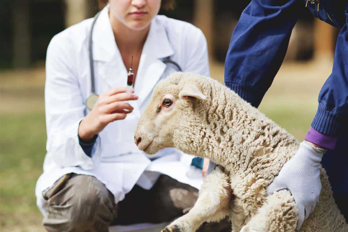 Vaccination begins to protect sheep, goats against Enterotoxemia disease