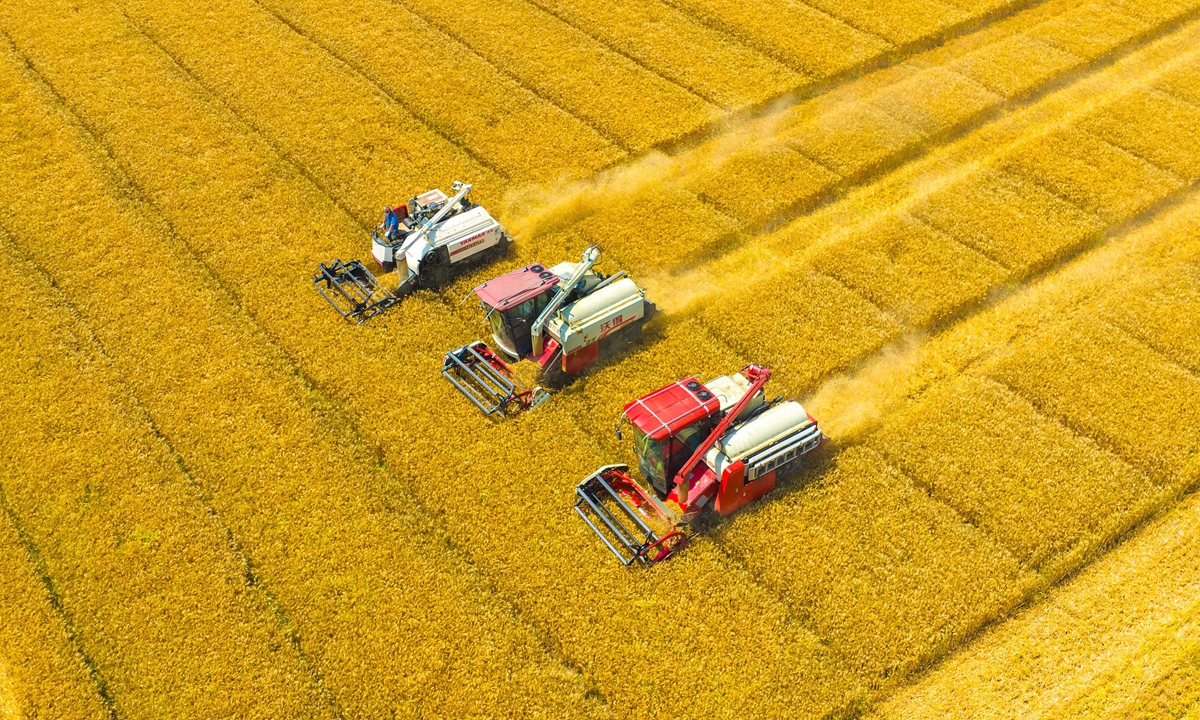 Bumper Crop: China achieves 146.13 million ton summer grain harvest in 2023