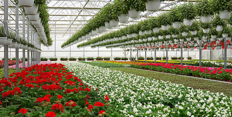 Pak-China Floriculture cooperation to boost Pakistan's economy