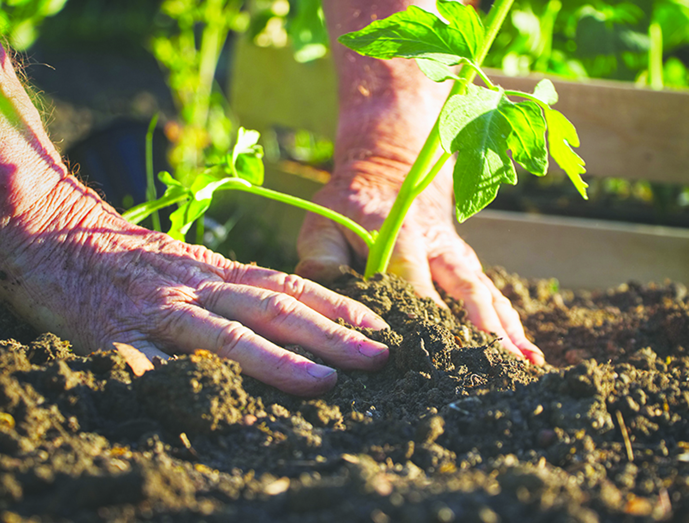 From seeds to skills
