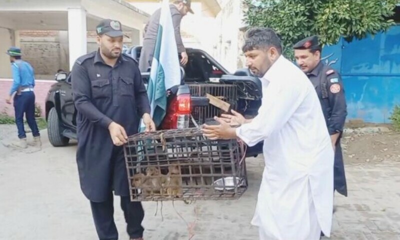 Black bear cub, baby monkeys, recovered in Batkhela house raid