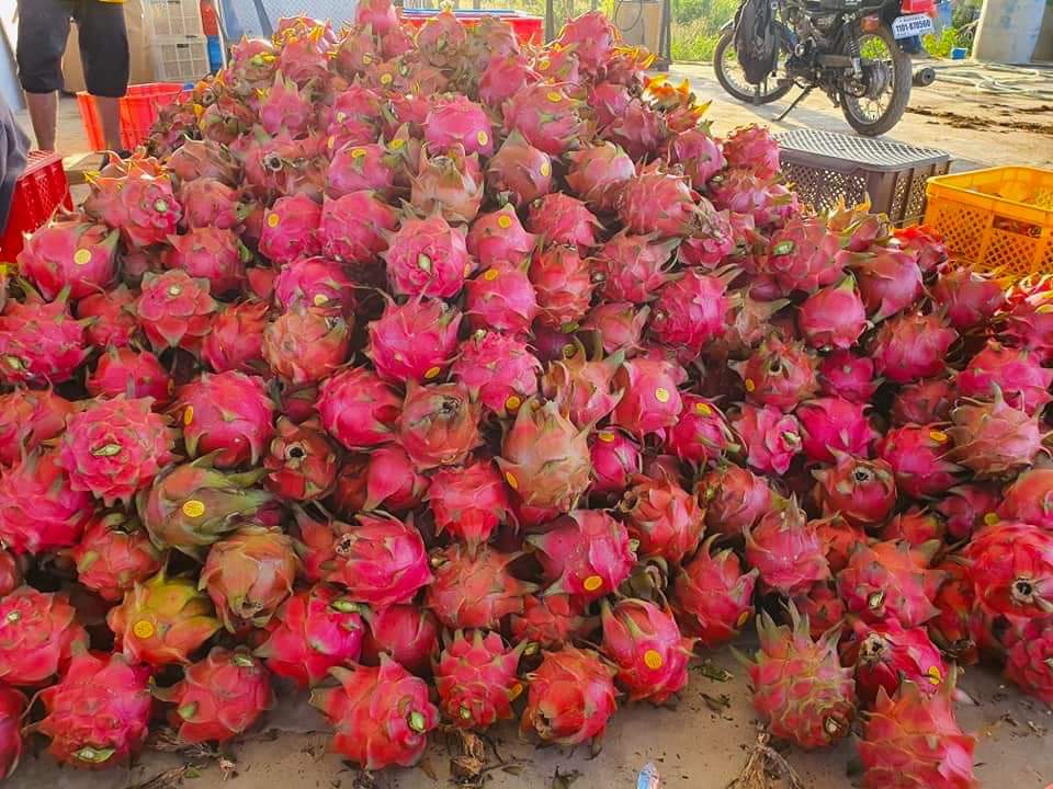 Chinese enterprise promotes Pakistani dragon fruit export through FoodAg