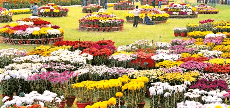 Chrysanthemum show featuring a thousand-bloom mum returns for Lahorites today