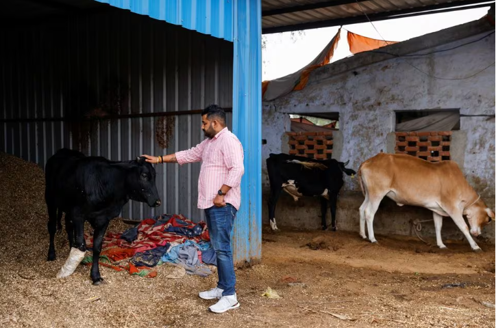 India's far-right cow vigilantes bolster clout before high-stake elections
