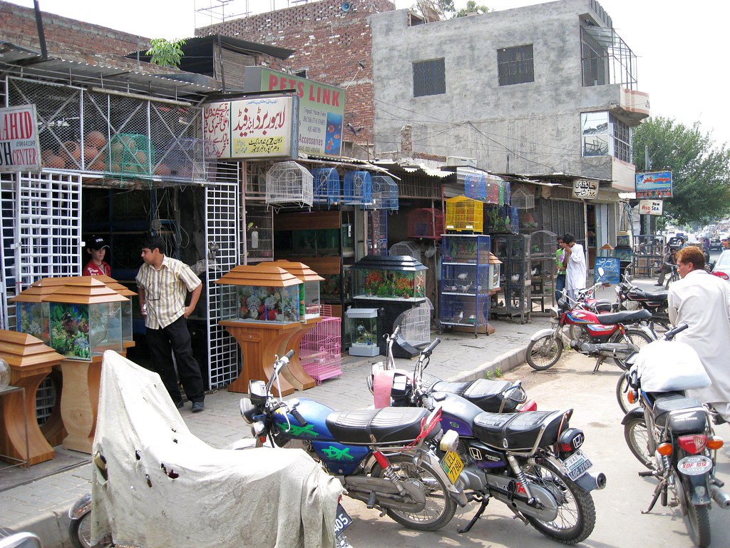 LHC directs shutdown of unlicensed pet and bird shops